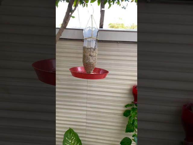 Bird feeder बनायें easily #diy #homegarden #naturesounds