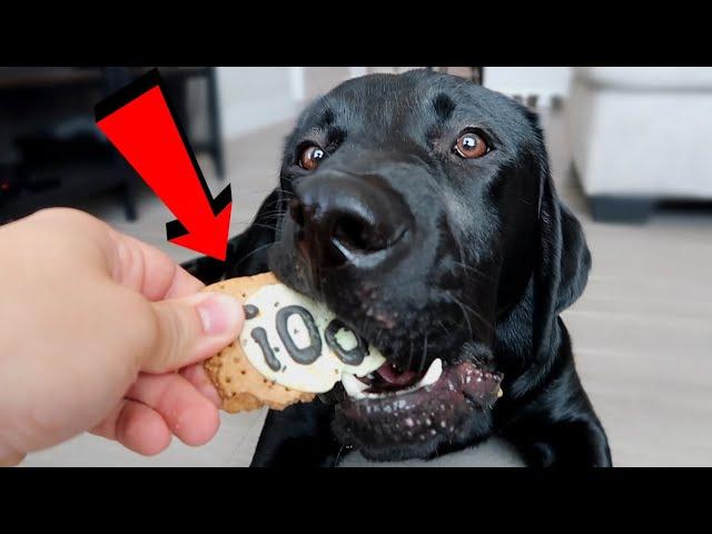 Labrador Reviews Halloween Treats!!