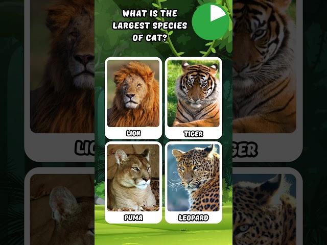 WHAT IS THE LARGEST SPECIES OF CAT? ANIMAL TRIVIA PT.9 #trending #shorts #animal #quiz #trivia