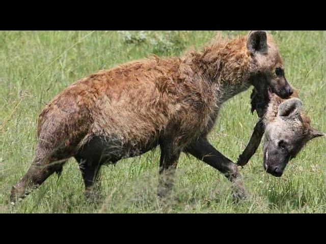 Top 5 horrible moments of Hyena eating Hyena