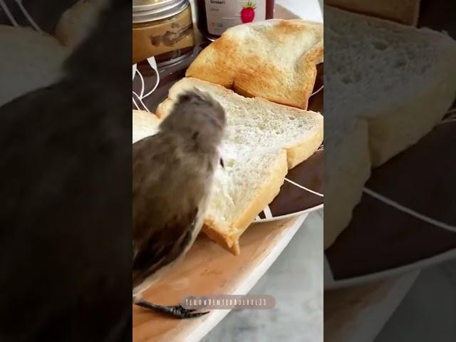 Happy Bird Eating Bread 