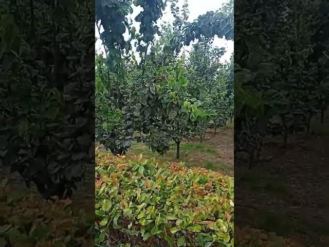 Ayva (Eşme)