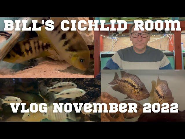 Bill's Cichlid Room Vlog November 2022