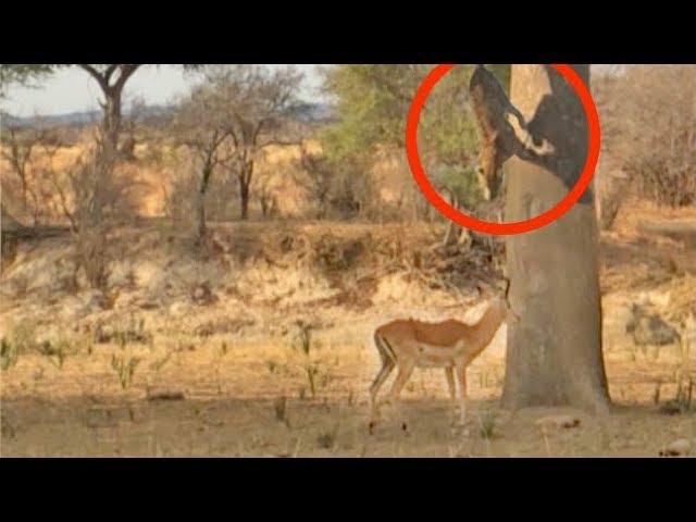 Leopard Jumps on Impala From Tree!