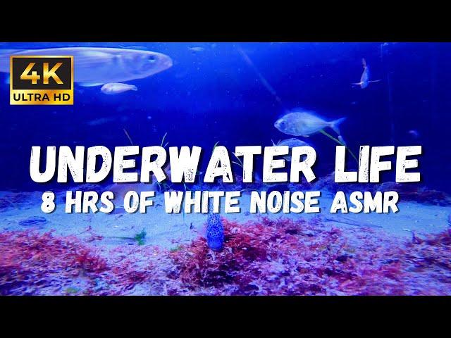 Relaxing Underwater asmr Sounds: In this 4K Underwater Life Relaxation Video