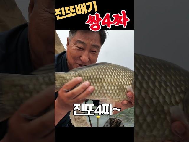 쌍4짜 손맛 캬~~~ 못잊겄어. 진또붕어야~~~  #스유 #fishing#4짜 #보광딤플찌 #진또배기