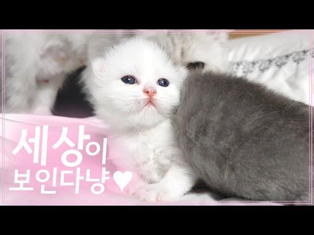 아가들이 눈을 떴어요! 새끼 고양이 키우기 꿀팁 레전드다 이건.. - 심쿵주의 -