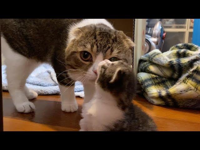 【猫】子猫達に会いに来たぽこ太郎【スコティッシュフォールド】
