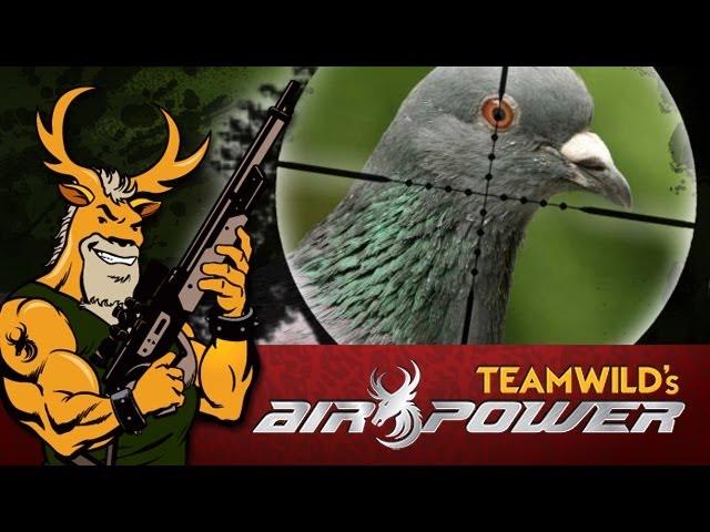 Airgun Hunting: Feral Pigeons with the Team Wild Young Guns