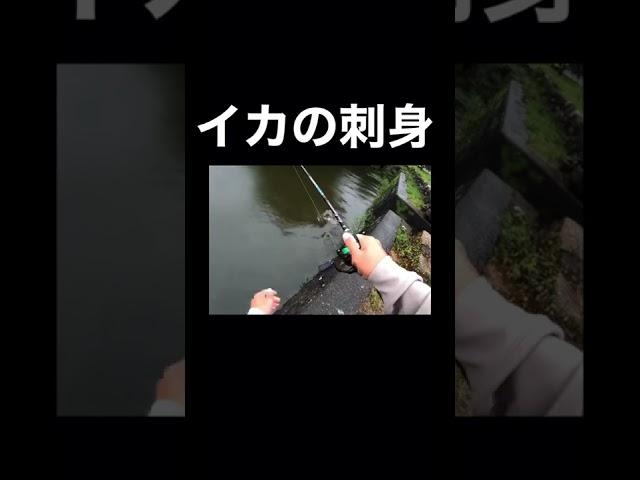 イカの刺身でもデカバスが釣れるんです！