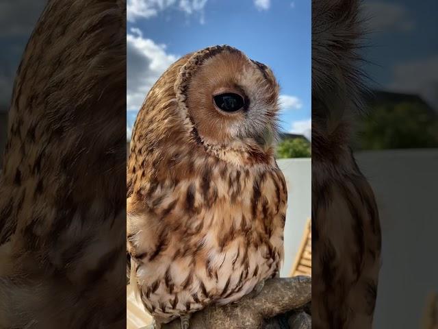 CHATTY TAWNY OWL! #shorts #tawnyowl