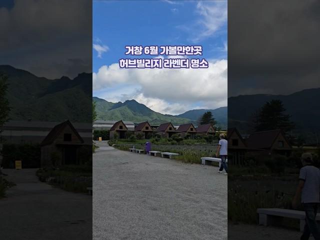 거창 6월 가볼만한곳 경남 라벤더 명소 거창 허브빌리지