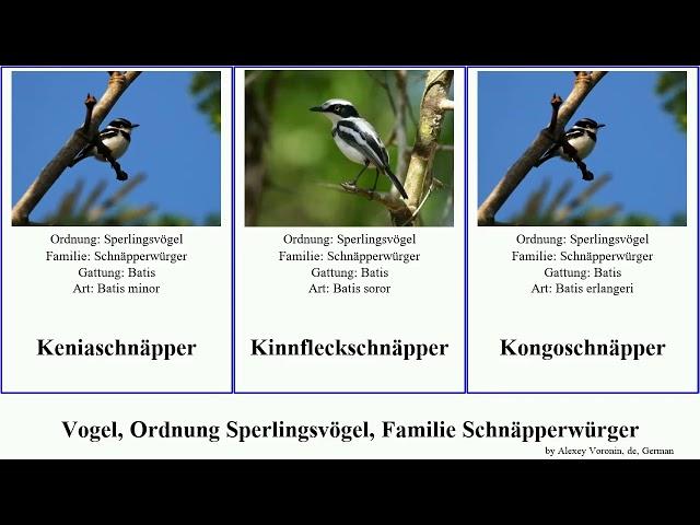 Vogel, Ordnung Sperlingsvögel, Familie Schnäpperwürger bird Heuglinschnäpper Passeriformes Light