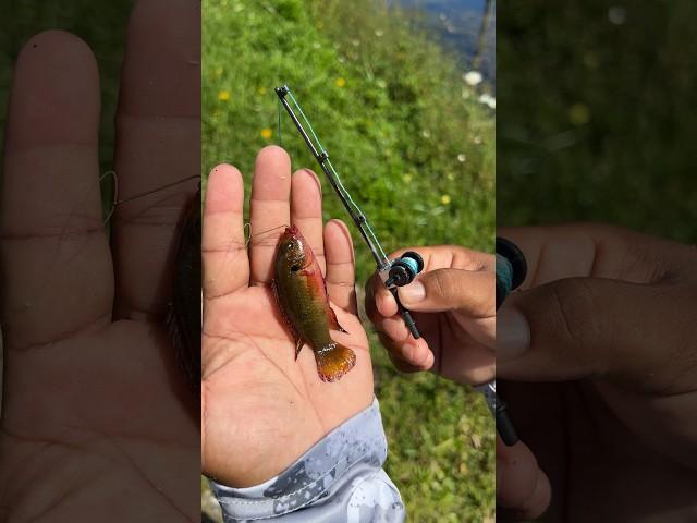 Tiny Rod Catches Tiny Fish!