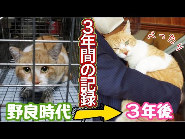 【From A Homeless Cat To A House Cat】 3 Years Record