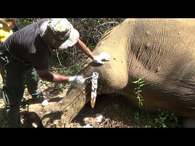 Huge Angry Bull suffering with an Abscess Popped in the Leg, gently treated by the Brave officers