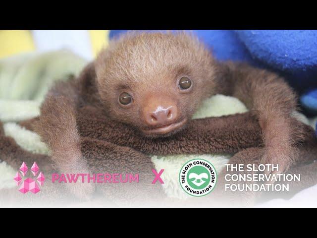 Pawthereum – The Sloth Conservation Foundation