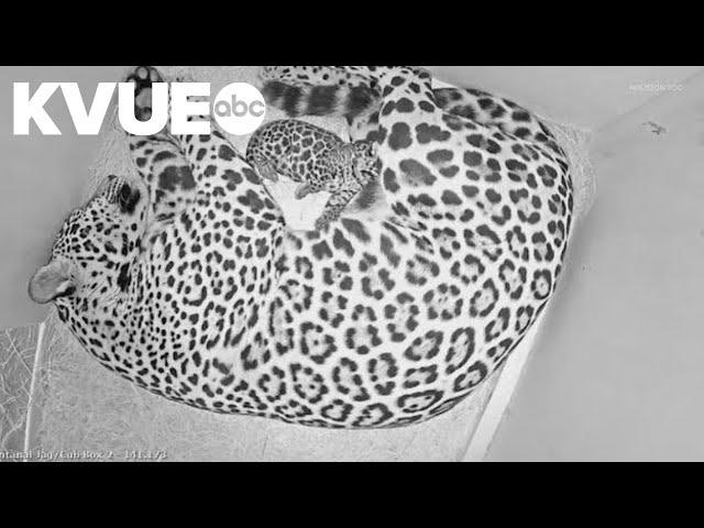 Houston Zoo welcomes baby jaguar