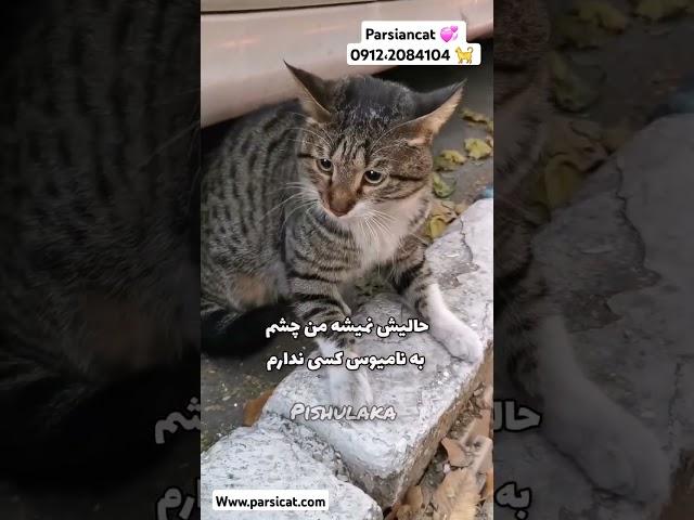 دعوای دو تا برادر تو کوچه ما ، نسبت به دعوای گربه ها در اطراف شهرمون بی تفاوت نباشیم #گربه#سگ#cat