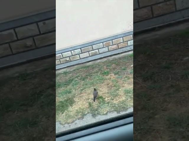 #berkut #birds #burgutlar #wildlife #falcon #animals #lochin #nature #automobile #crow