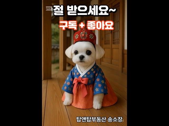 예쁜 한복입고 절하는 사랑스런 댕댕이 