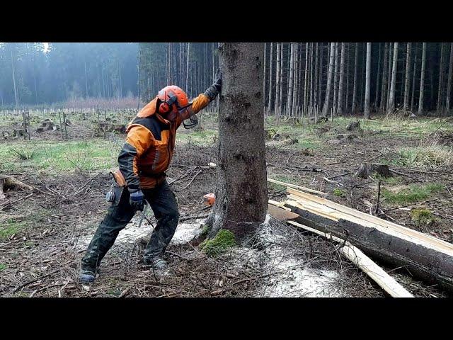 Garden and Forest VS The Best Chainsaw TOP VIDEO!