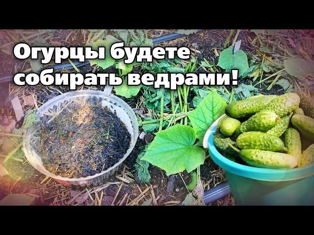 Тонкости выращивания огурцов пучкового типа.  Как выращивать и чем подкармливать