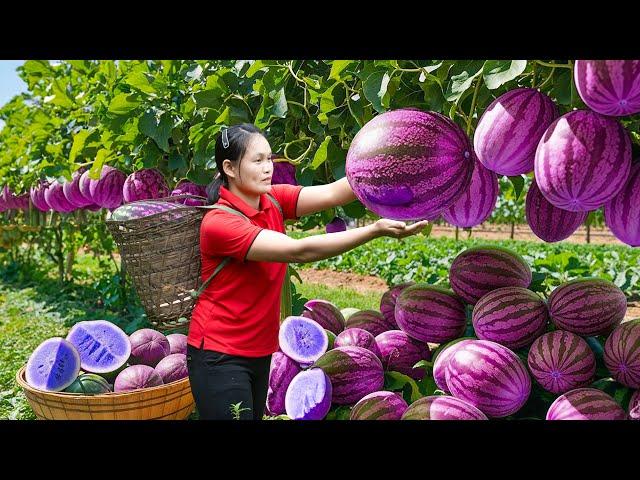 3 Days Survival in The Deep Forest | Harvesting Mutant Purple Watermelons & Go To Market Sell