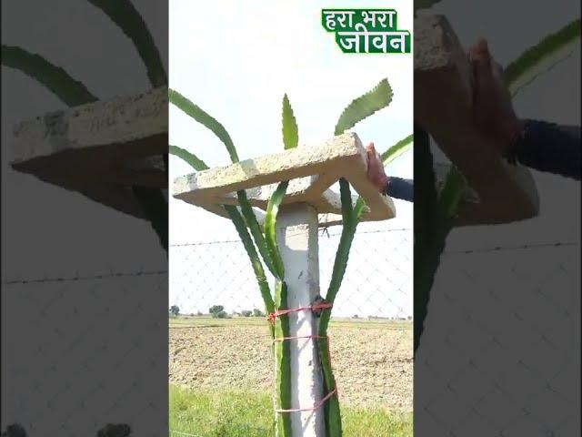 ड्रैगन फ्रूट कितने दिन बाद फल देना शुरू कर देता है #shorts #dragonfruitfarming #viral #trending