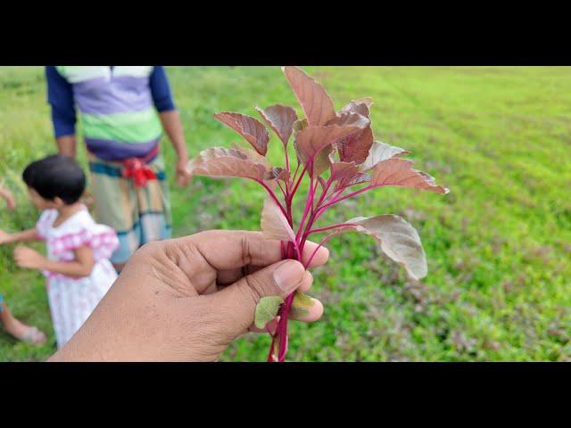 লাল শাক খেলে কি ক্যান্সার হওয়ার ঝুঁকি বাড়ে | Doyel Agro