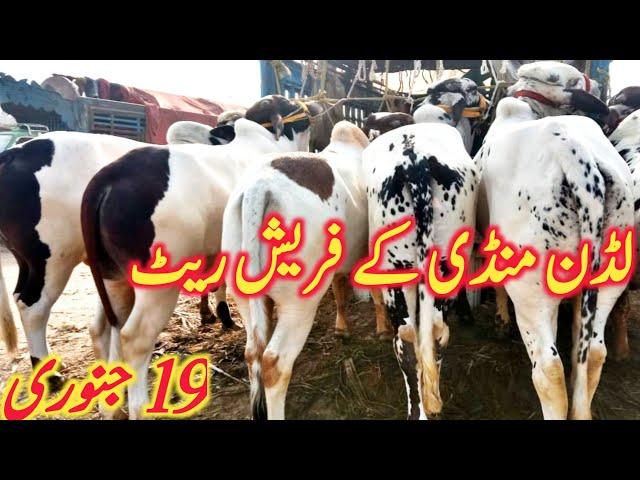 Luden Cattle Markeet Cholistani Dhani Dajili Ablk Nukre Bachre Qurbani 22 || Global Village Farming