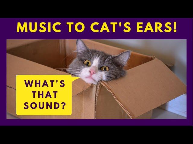 12 Sounds Cats Love - Purrfect Sounds that Cats React to 