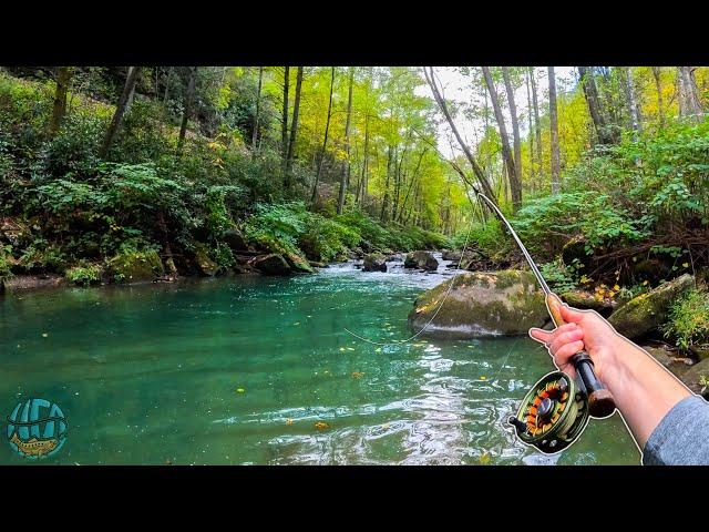 Fly Fishing for my BIGGEST TROUT OF THE YEAR! (Brown trout and rainbow trout)