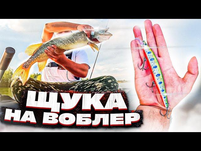 Щука на воблер в мутной воде.  Рыбалка на спиннинг на щуку в озере с зеленой водой.