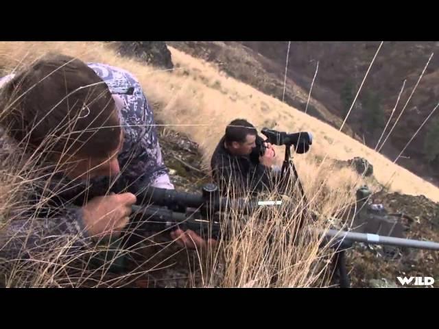 Long Range Pursuit - Public Land Mulies South of The Seven Devils