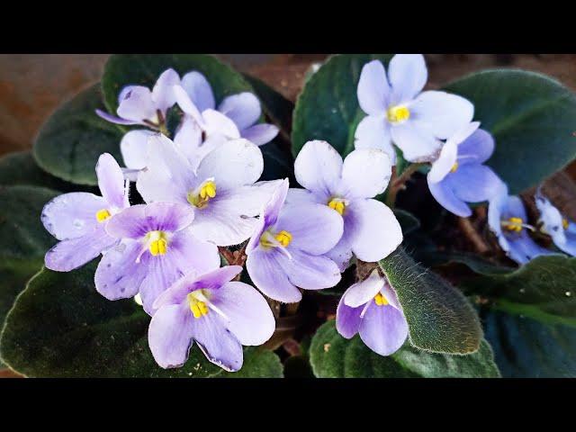 How to grow African Violets | Easy African Violet care tips || Urban Scape Bangalore