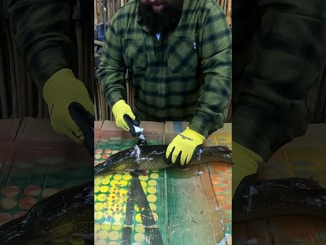 PIKE FILLETS