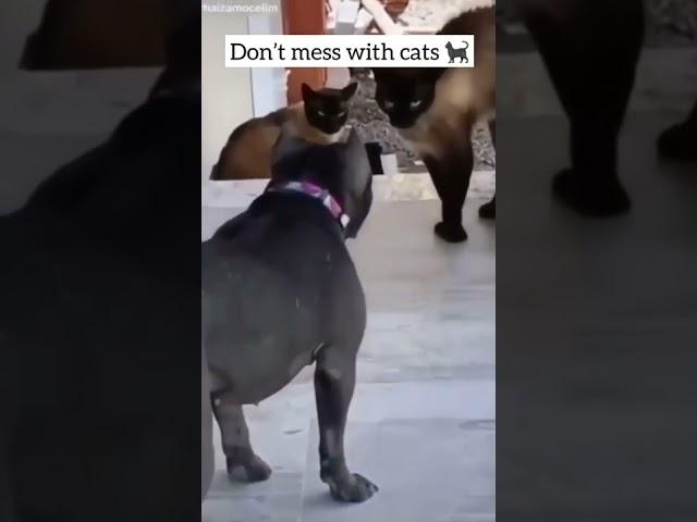 don't mess with cats #funnycats  #dogs #catsvsdog