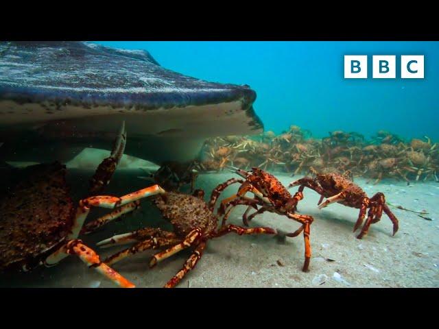 The incredible unity of the spider crab | Spy in the Ocean - BBC