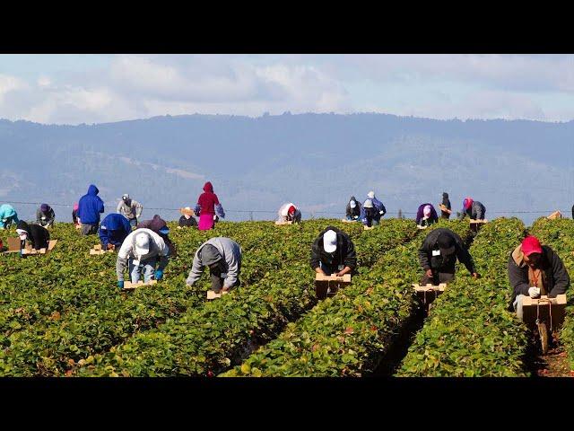 US Farm Workers Harvest Thousands Of Tons Of Fruits And Vegetables