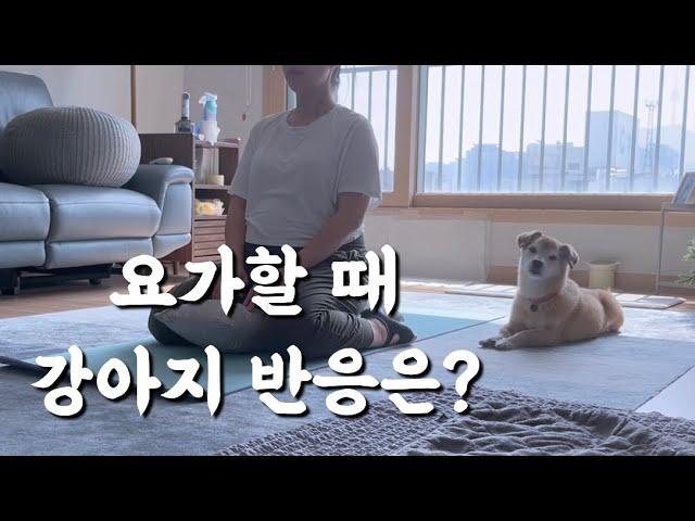 만삭 임산부와 강아지의 일상ㅣ임신한 보호자 지키는 누렁이ㅣ임신 36주