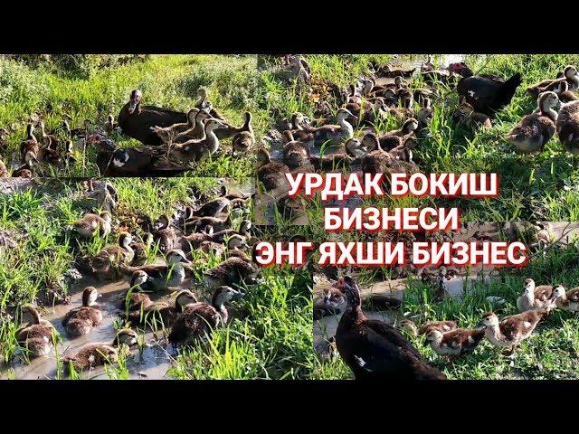 УРДАК БОКИШ ЭНГ ЗУР БИЗНЕС УЗБда 5.000$  3 ойда