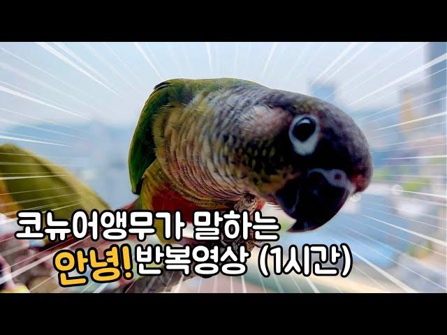 말하는 코뉴어앵무새 소리로 직접듣는 '안녕!' 반복영상 (1시간)