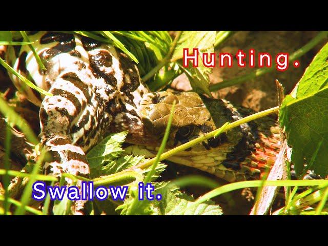 Snake - hunting, Swallow it. Red-sided Water Snake's hunt for Black-spotted pond frog.