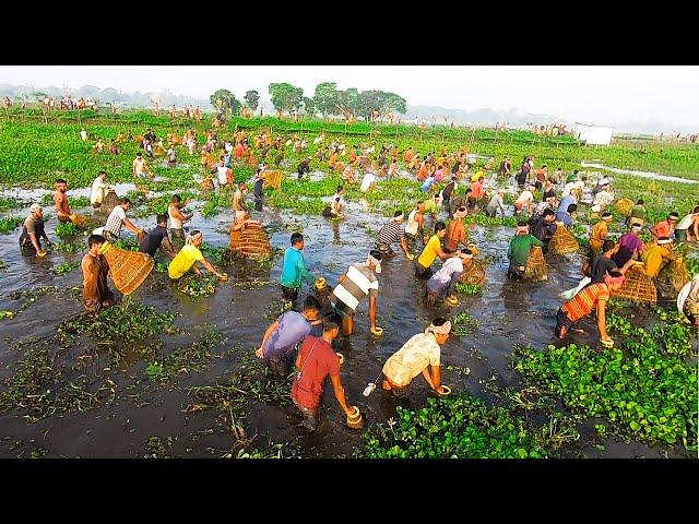 Amazing Fishing of Bangladeshi Village | Traditional Fishing with Polo