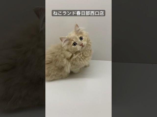 【子猫販売】#サイベリアン #子猫 #猫アレルギー #ねこランド #春日部