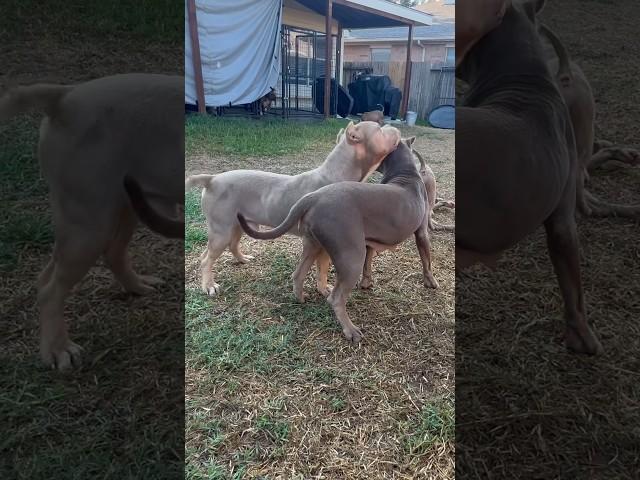 Daddy daughter inbreeding omg noooo?  #nbf #nbfkennel #puppiesforsale #pitbull #puppy #dog #xl