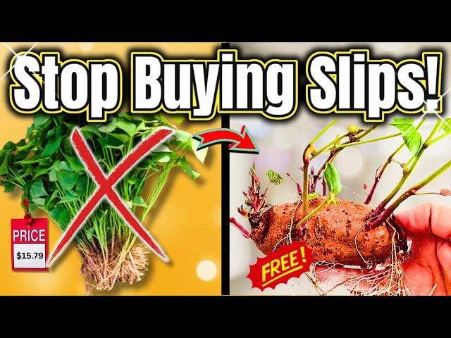 Stop Buying Sweet Potato Slips! Do THIS Instead!