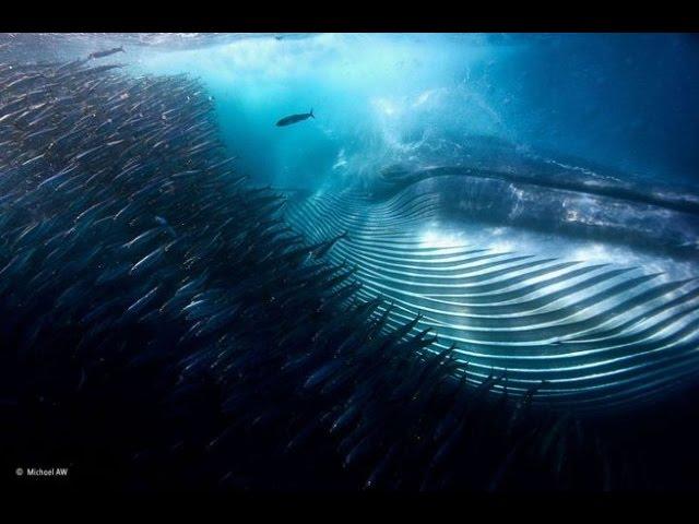 Enchanting works Champion Wildlife Photographer