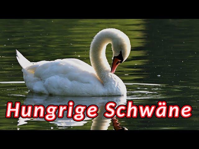 Höckerschwan  Schwäne auf der Suche nach Nahrung